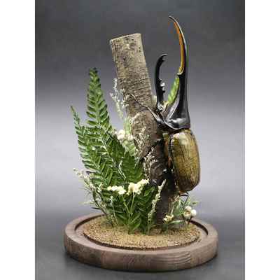 森林巨无霸长戟大兜虫毛象巨型甲虫昆虫标本生态微景观玻璃摆件