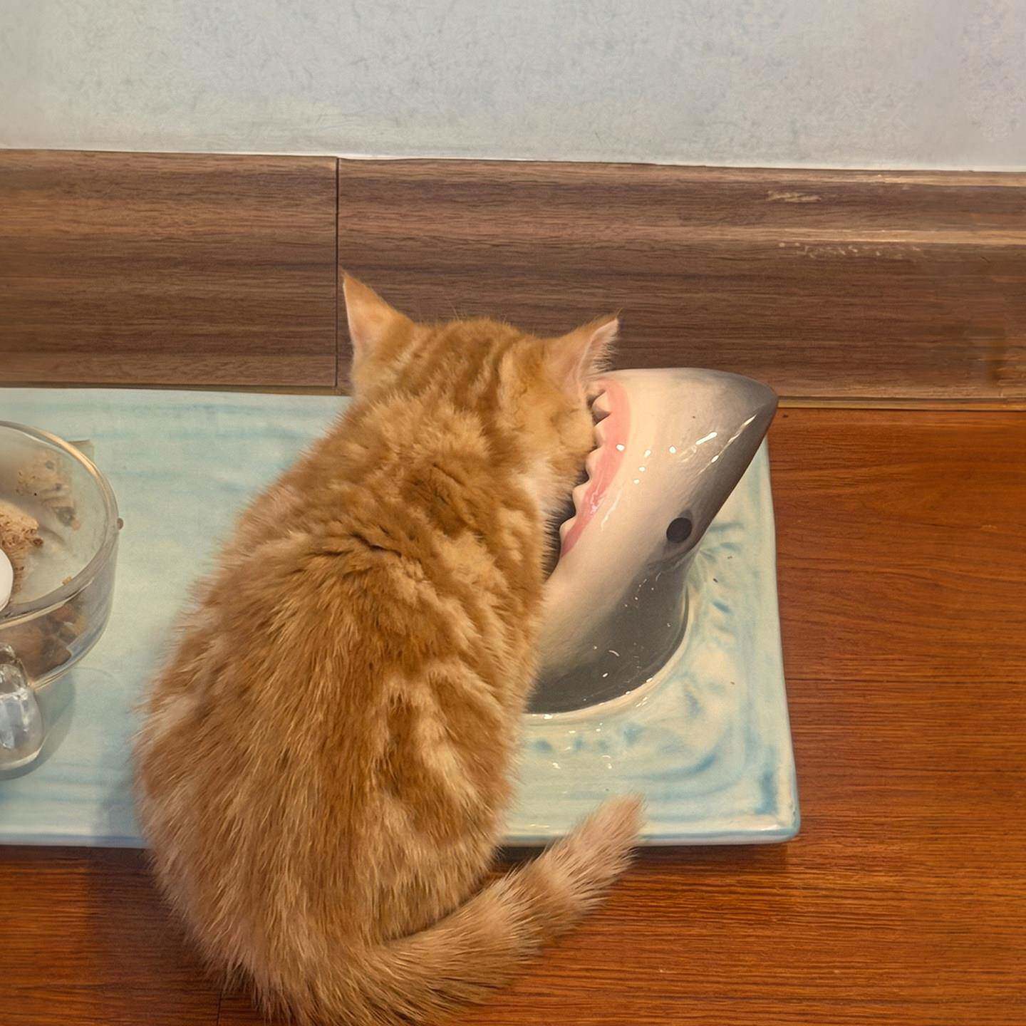 猫碗猫食盆陶瓷不易打翻防外溅可爱大容量喂食器饮水一体宠物