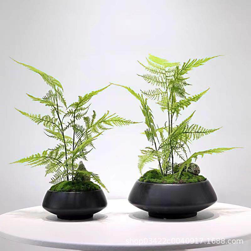 仿真植物绿植加密文竹新中式永生苔藓花艺装饰茶空间书桌密文创