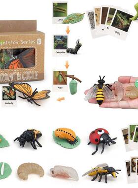 Animal Life Cycle Children Toys Simulation Plant Model Monte