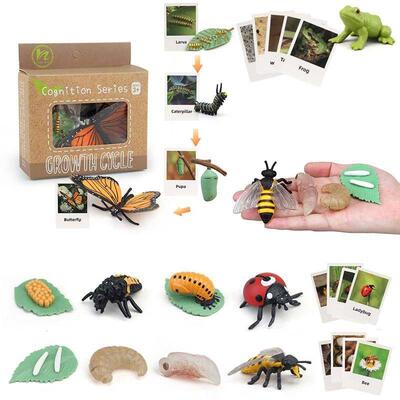 Animal Life Cycle Children Toys Simulation Plant Model Monte