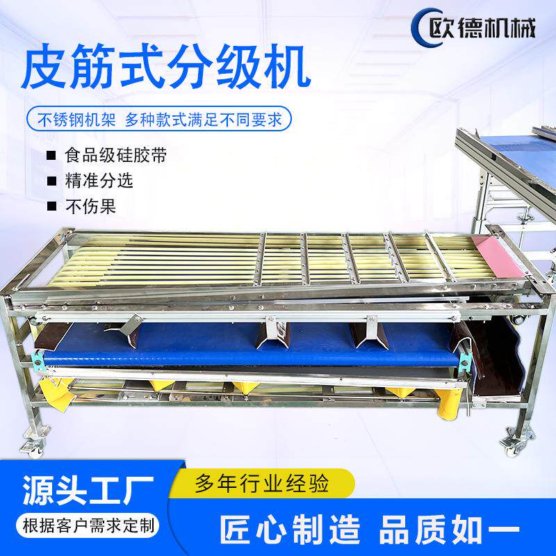 冬枣分选机 沾化大枣选果机快速便捷直径分选不伤果 皮筋分拣机
