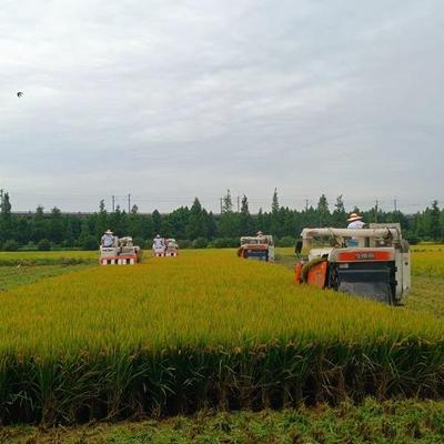 2025年松江大米松香粳1018东方购物供货基地软糯香弹5kg新米