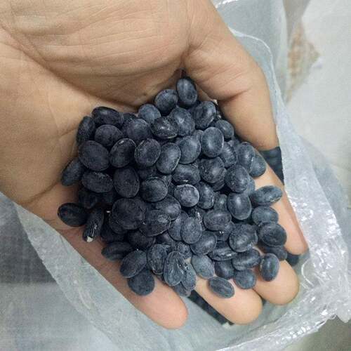 农民种植的新型绿核大黑豆，非转基因大黑豆，黑皮绿核老品种，制
