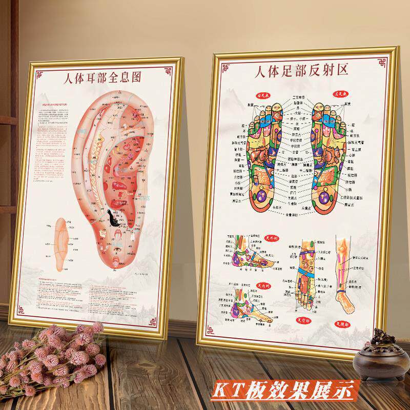人体耳部全息图手足部反射区挂图经络穴位图墙贴中医养生宣传海报