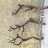 天然造型树石榴树干树枝去皮树造景树古老树橱窗鸿运树风化树木头