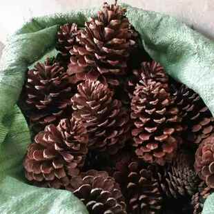 松果超大天然美国松松塔圣诞装饰摆件幼儿园手工DIY材料松球干花