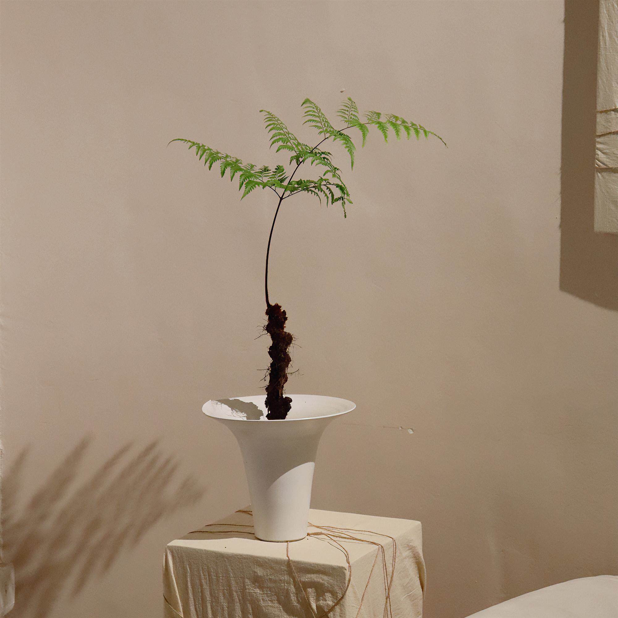 苏太植物 龙骨蕨盆景蕨类盆栽 室内茶室好养治愈系植物 喜湿绿植