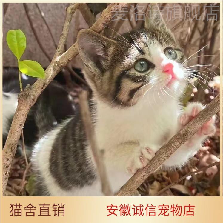 中华田园猫活体幼猫橘猫