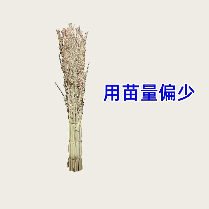 刷子高粱高粱苗锅长柄一次性抹布