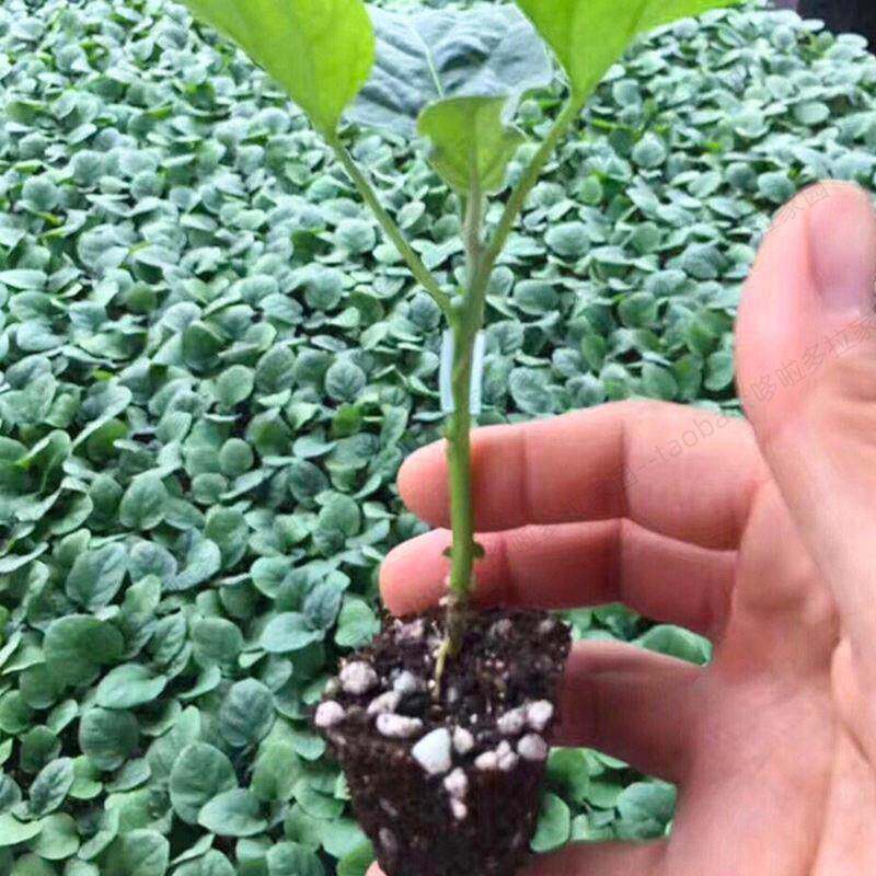 果树嫁接套管嫁接套管黄瓜通用嫁接管嫁接夹西瓜苗专用小夹子苗管