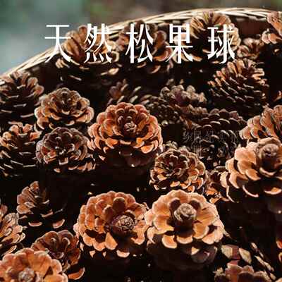 天然松果松塔圣诞装饰摆件幼儿园环创手工DIY材料松果球环境布置