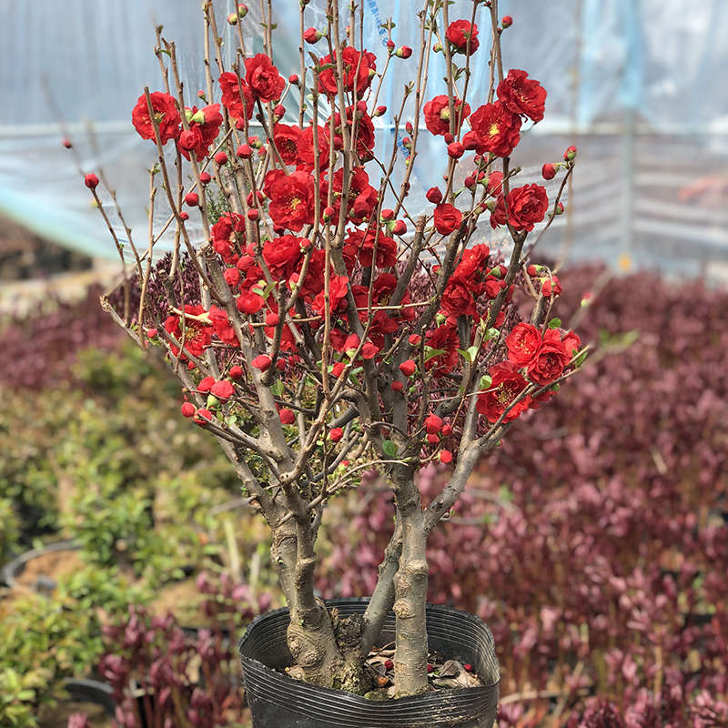 十二一重海棠花盆栽四季好养花卉植物室内花客厅阳台庭院树苗盆景
