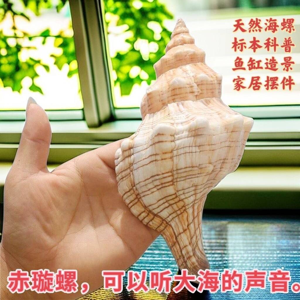超大赤旋法螺羊角螺听海声海螺贝壳鱼缸水族造景家居装饰摆件
