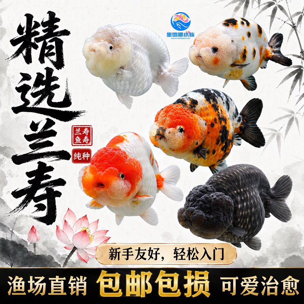 墨雪娜兰寿金鱼波妞鱼苗纯种五花奶牛新手好养耐活冷水鱼包邮包损图片