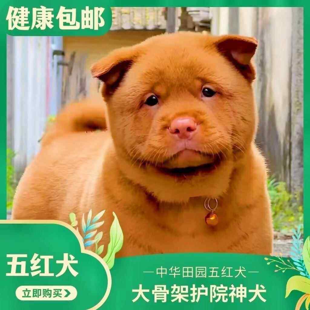 五红犬潮汕幼犬狗崽狗狗活物红色的土狗土猎犬家养猎犬红看家护院