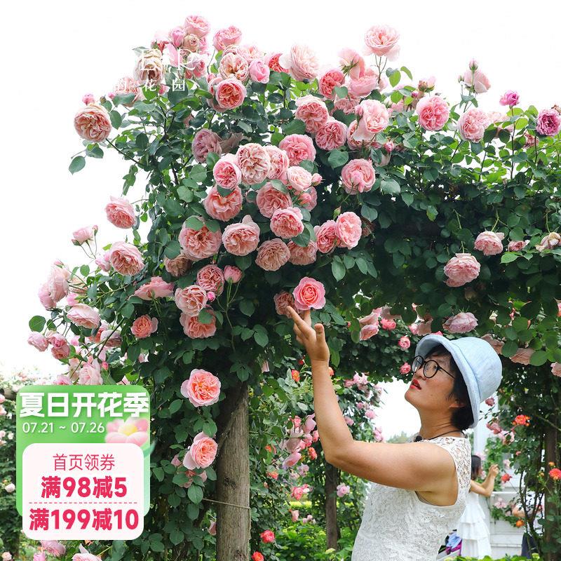 海蒂的花园月季花苗舍农索城堡的女人们玫瑰欧月爬藤植物花卉盆栽