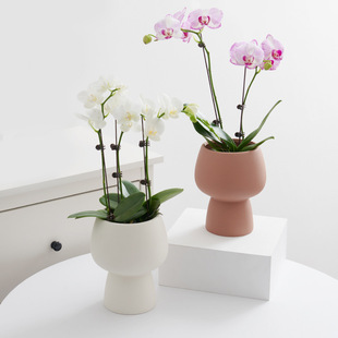 网红蝴蝶兰花盆专用套盆高脚兰花花盆陶瓷家用高级单支文心兰花瓶