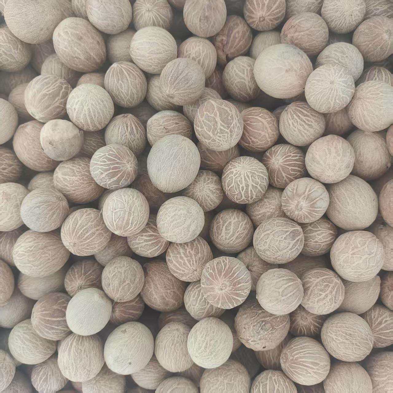 缅甸菩提根超大颗粒菩提根工厂直售