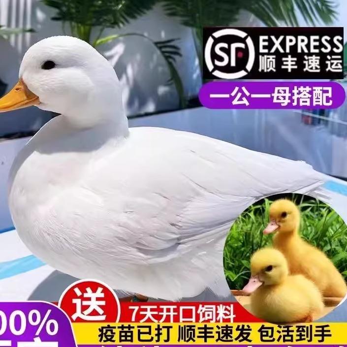 小鸭子活宠物柯尔鸭网红鸭苗黄鸭的物柯基鸭观赏鸭幼崽