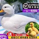 小鸭子活宠物柯尔鸭网红鸭苗黄鸭 物柯基鸭观赏鸭幼崽