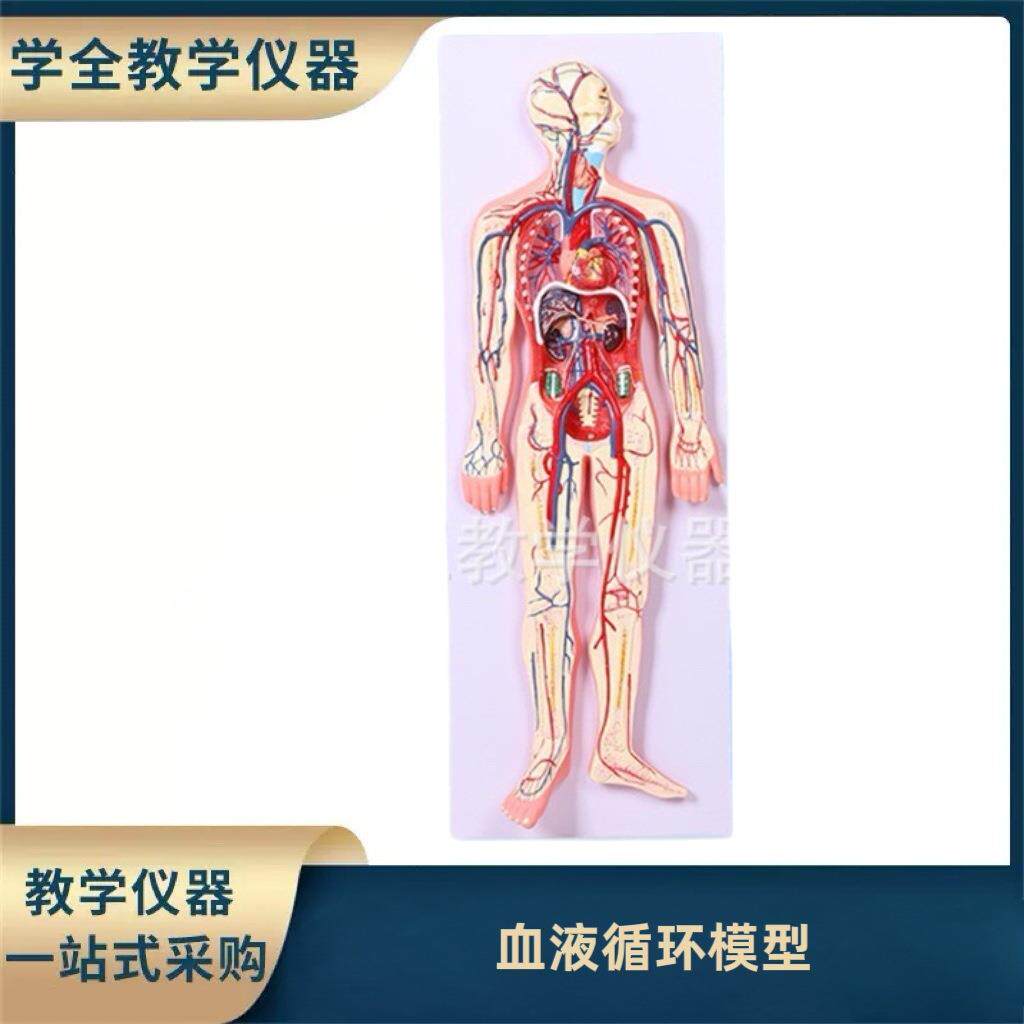 人体血液循环教学系统模型高级人体血液循环系统教学模型心外模型