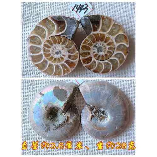 高档开片叶菊动石化石招古摆件石材物财全玉化情侣吊坠生物标本99
