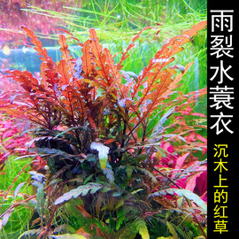 雨裂水蓑衣鱼缸草缸沉木造景水草植物水下叶红色(叶红色，)种在木头石头上(石头上)