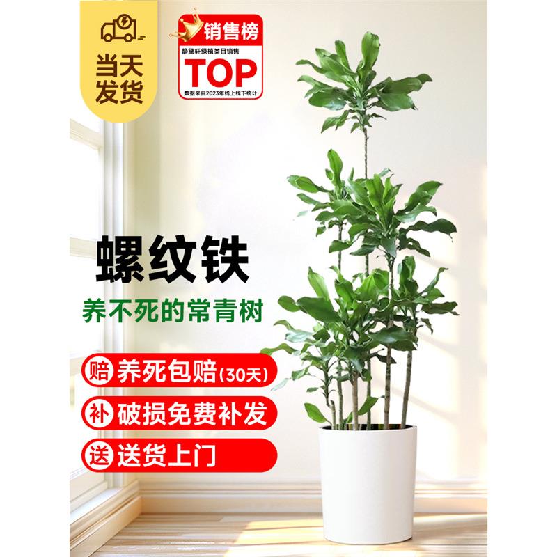 螺纹铁绿植室内大型客厅盆栽办公室植物落地好养龙血树百合竹真树
