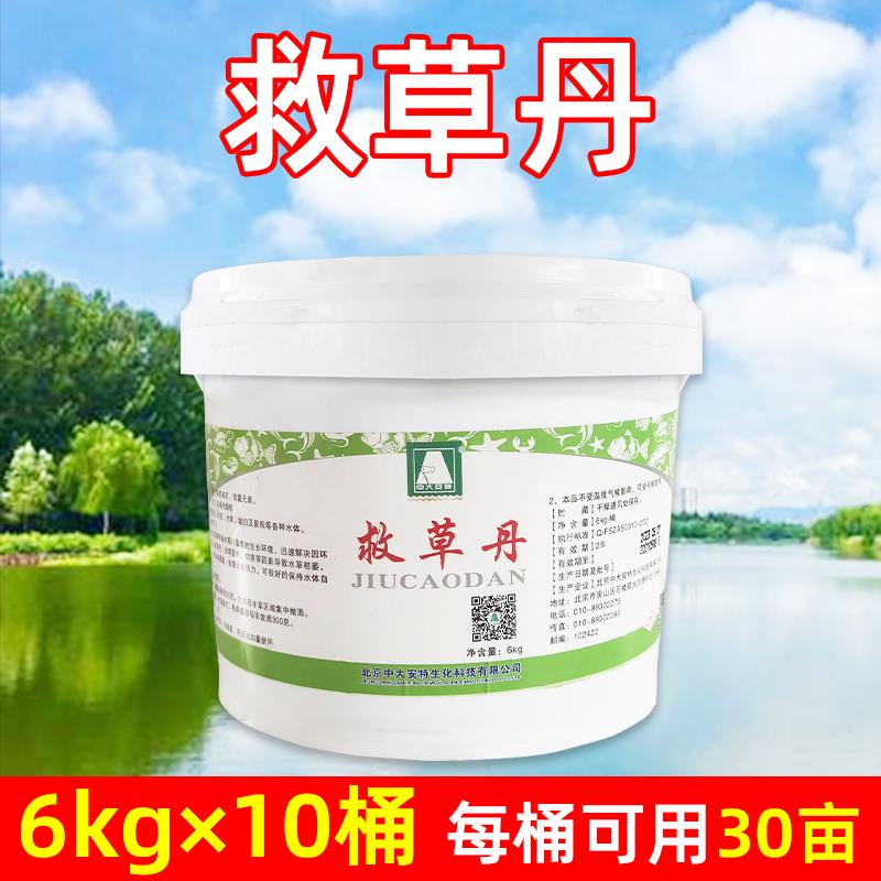 黄叶藻疯长放壮苗大救星叶水产小龙虾烂生根水草水草高温乐用塘伊