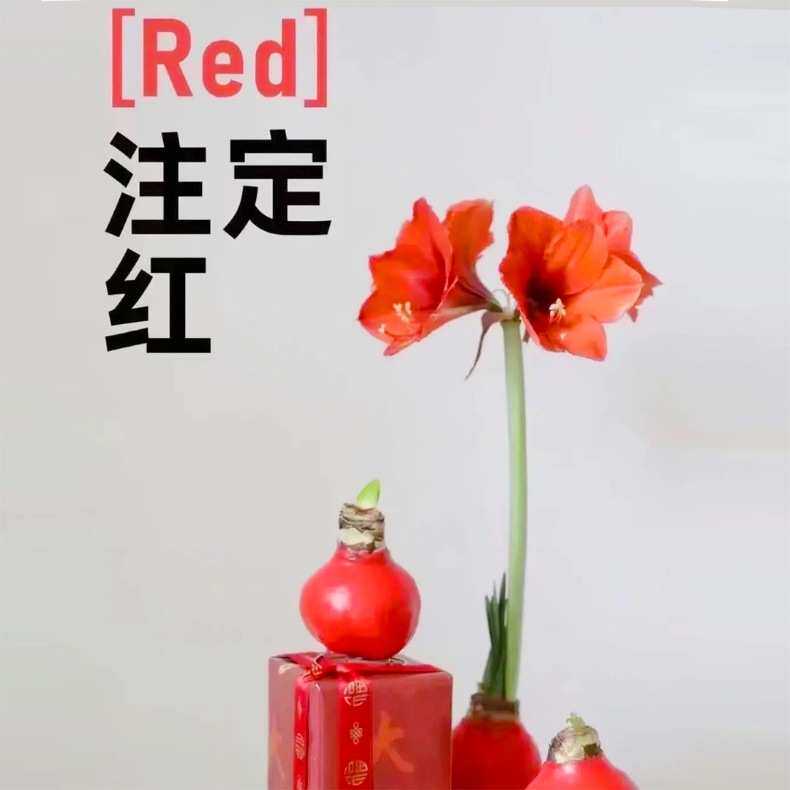 Срок подписки цветов 石蜡朱顶红 封蜡球懒人花卉植物耶诞节新年春节情人节礼