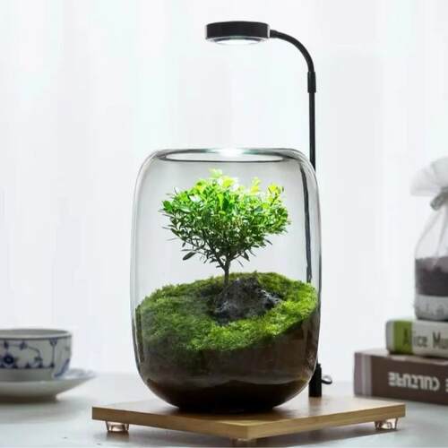 生命之树赤楠微景观玻璃苔藓生态植物绿植造景桌面创意摆件办公室