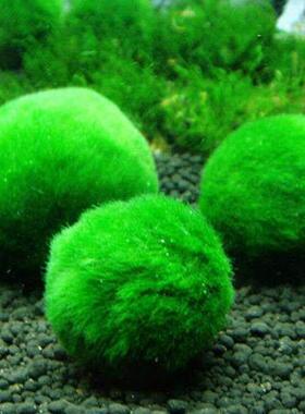 2-3cm Moss Balls Live Aquarium Plants Algae Fish Shrimp Tank