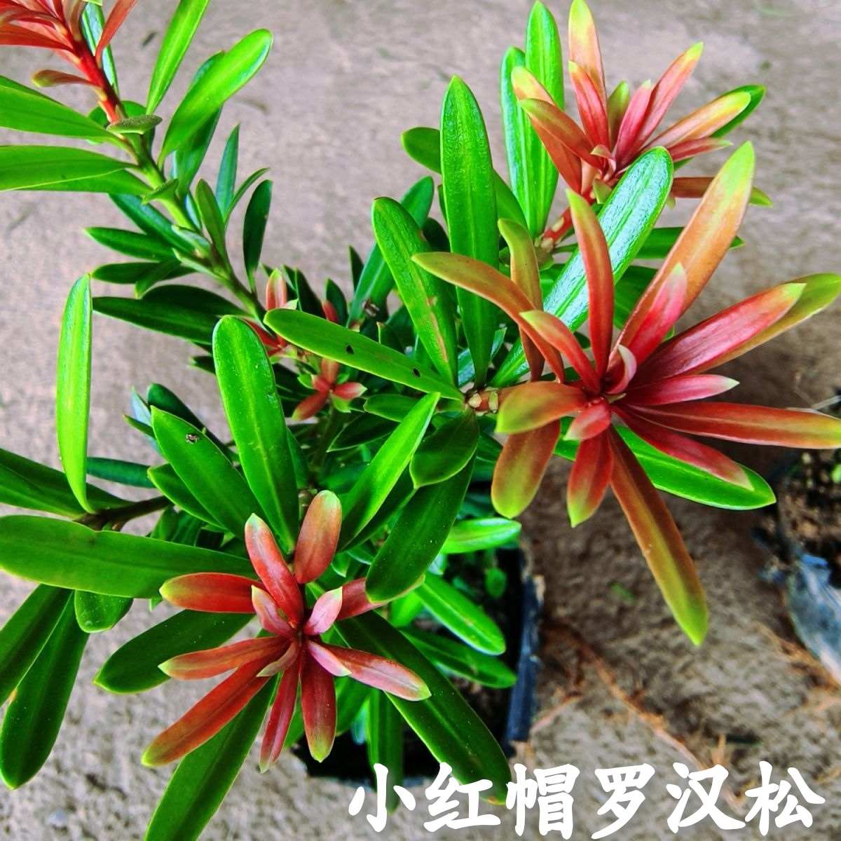 紫金真趣罗汉松海岛菊花芯罗汉松名贵金钻红芽彩菊太子妃盆景小苗