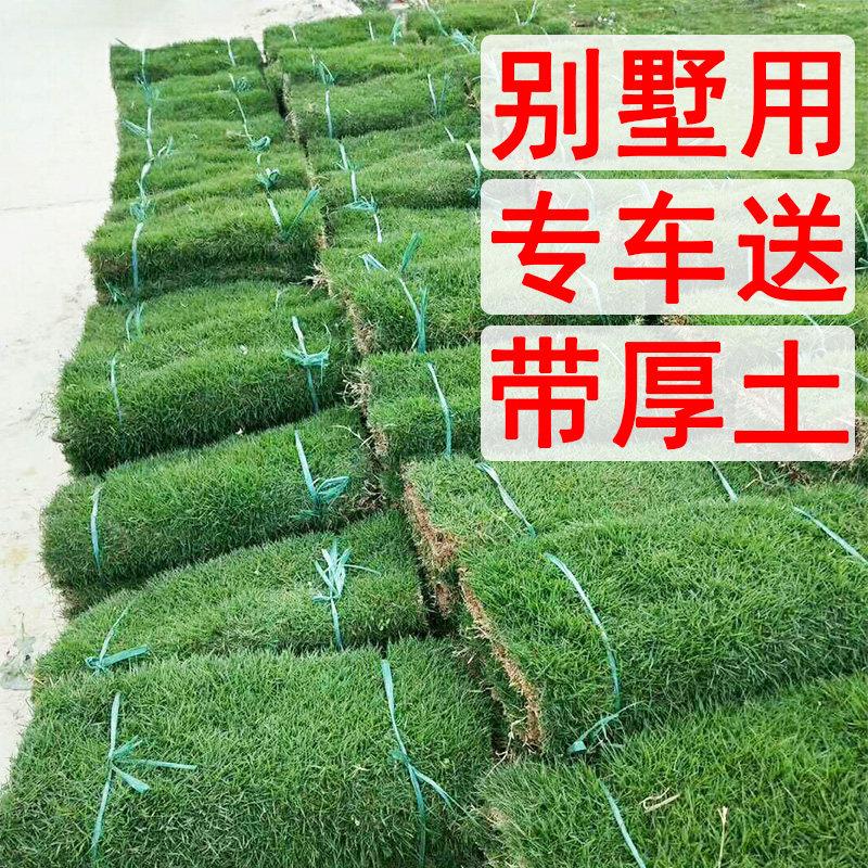 四季青草坪真草带土草皮马尼拉草坪免修剪台湾草果岭草庭院花园
