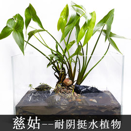 慈姑种根种苗茨菇，挺水水草水族装饰淡水，鱼缸沼泽过滤植物中后景