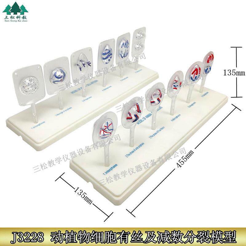 植物细胞有丝分裂模型动物细胞减数分裂模型动植物细胞有丝分裂