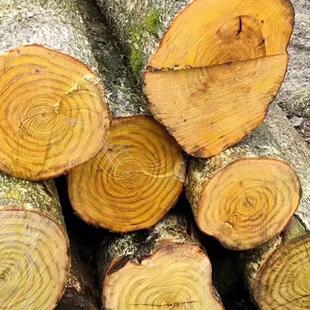 金丝楠木料木桩原木小叶桢楠笔筒家俱料雕刻料水烟筒料枕头花瓶料