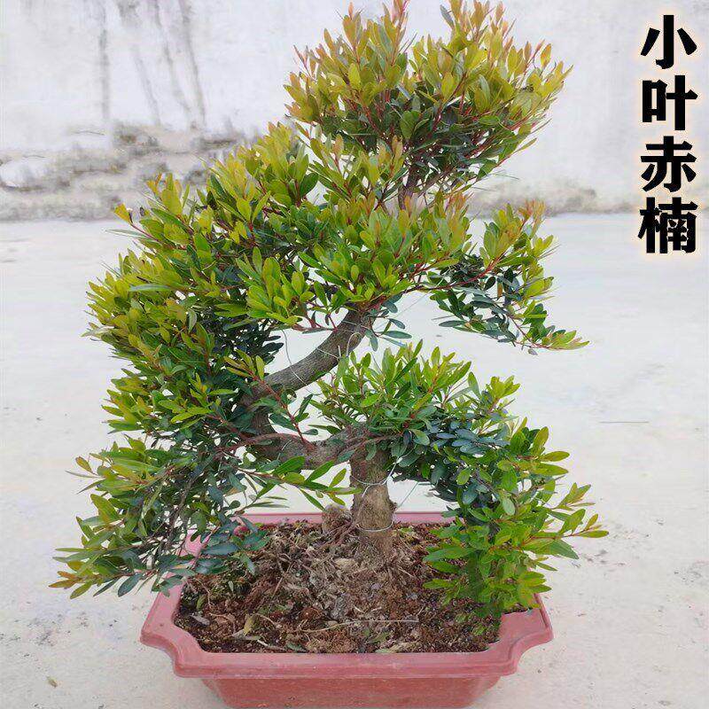 小叶赤楠盆栽盆景新中式提根老桩造型花卉四季常青办公室客厅绿植