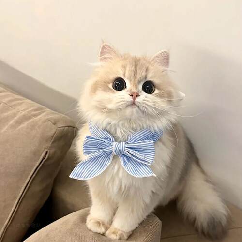 宠物口水巾猫咪围脖小猫围兜配饰降温围巾夏季凉爽防中暑冰0824k