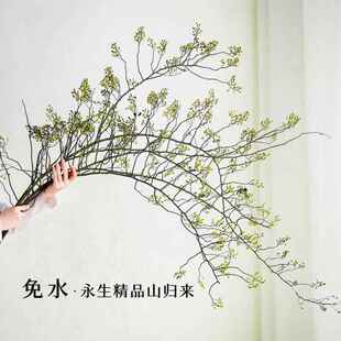 鲜切山归来天然植物干花花束客厅摆设侘寂风插花干树枝装饰摆件