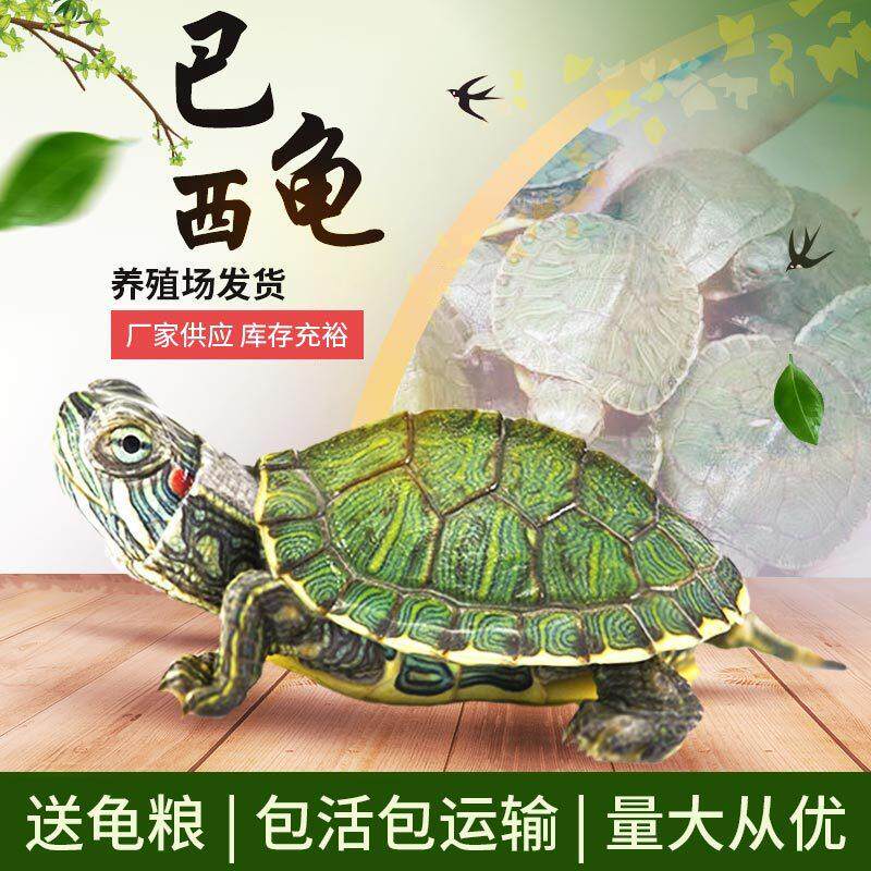 小乌龟活物巴西龟宠物龟水龟半水龟观赏龟苗活体小宠迷你送运输盒