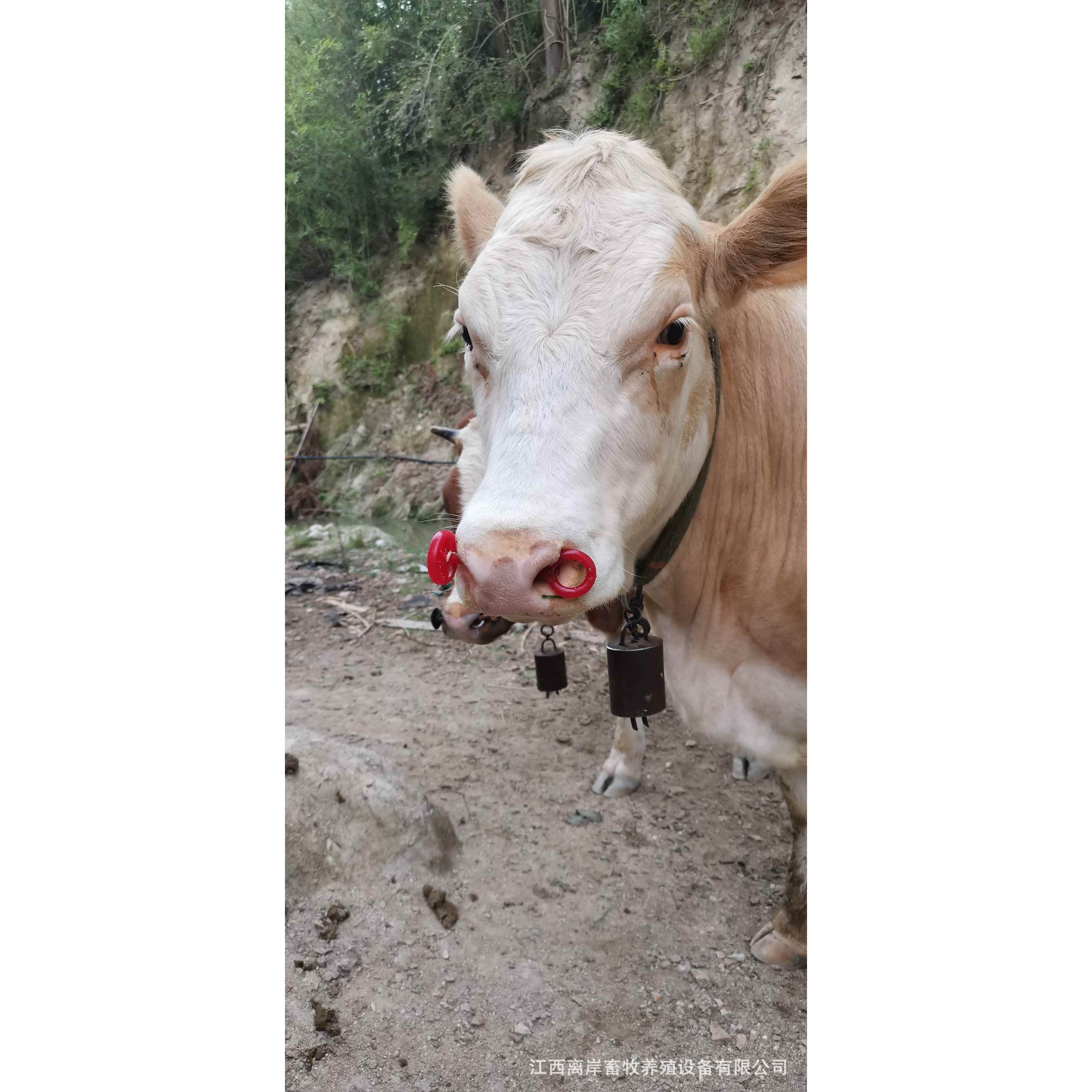 冷式牛鼻安装钳锈钢冷式鼻YMM牛鼻栓养牛孔打穿孔牛鼻不环牛圈牛