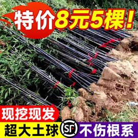 紫竹苗矮化观赏紫竹老根庭院，室外耐寒热，竹子苗盆栽紫气东来竹绿植