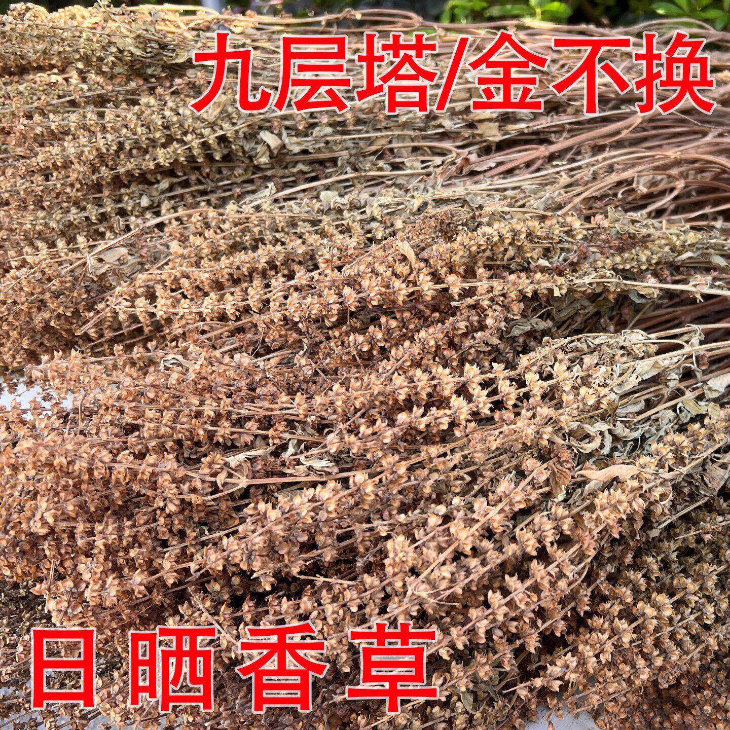 新货晒干罗勒叶干九层塔食用干叶碎潮汕香料擂茶配料罗勒干金不换