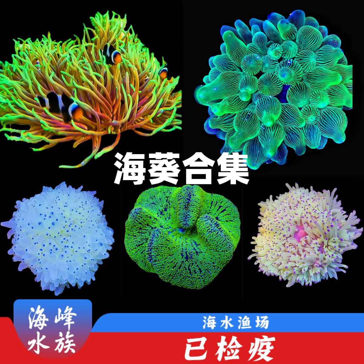 海葵活物红奶嘴绿奶嘴海葵小丑鱼共生地毯白紫点葵红肚葵海水鱼缸