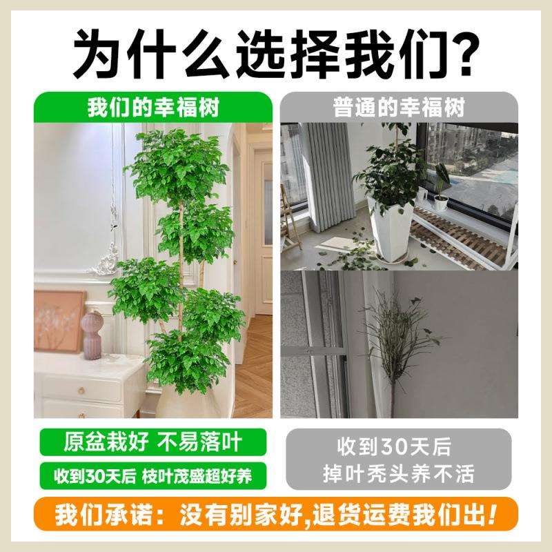 幸福树客厅盆栽大型绿植室内平安树吸甲醛四季常绿好养落地式植物