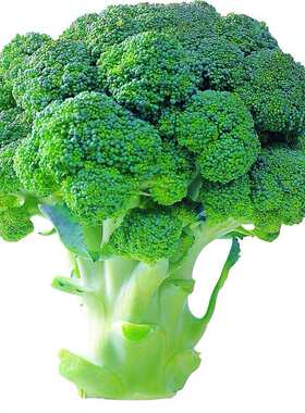 西兰花浓缩粉西蓝花提取物1%萝卜硫素西兰花精华原料粉