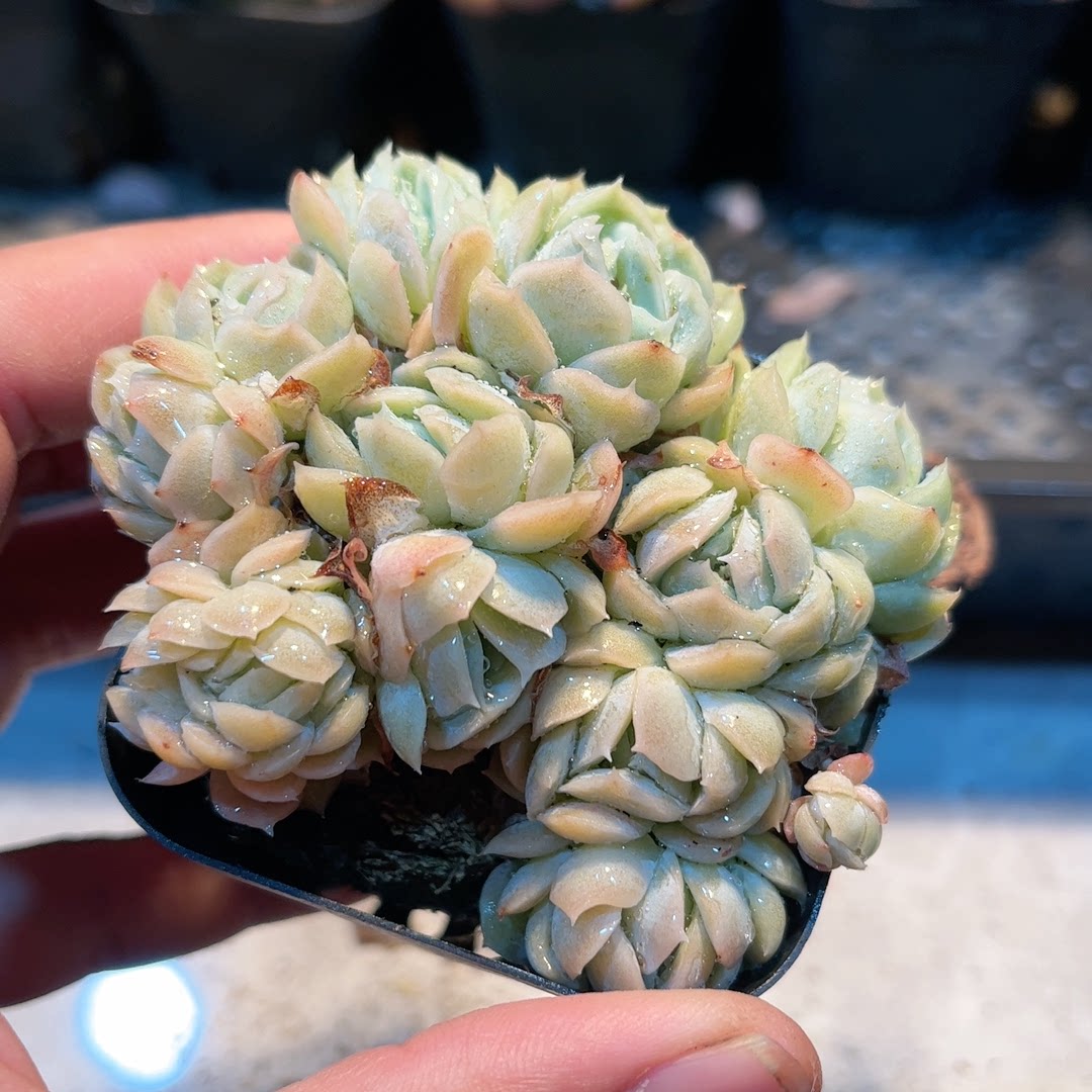 13-2多肉38包邮雅典娜4