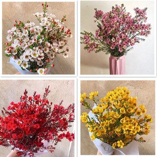 多色澳洲腊梅鲜花雪柳鲜枝家庭窗台水养办公室摆件花云南基地直发
